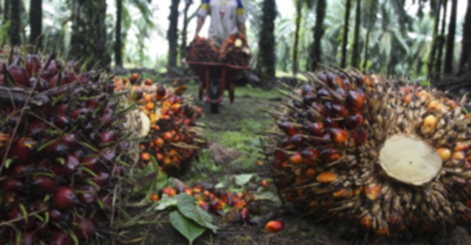 File picture of a worker collecting palm fruit at a plantation in Langkat