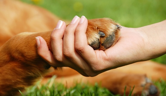 stockfresh_712587_dog-paw-and-hand-shaking_sizeM
