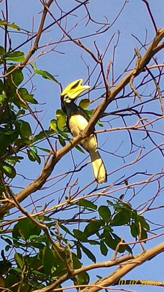 这只犀鸟经常在丹容亚路树上晒太阳，丹容亚路居民都见惯不怪。