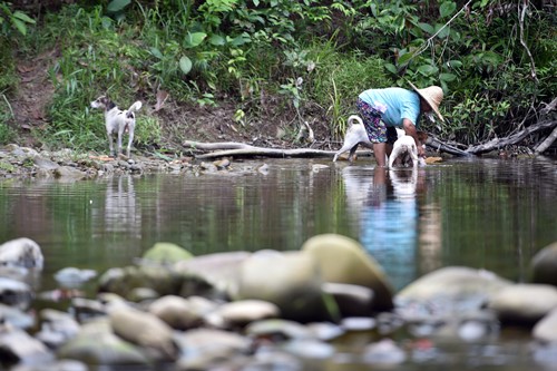 尽管当地溪流出现鳄踪，但当地居民依旧到溪流活动，甚至帮宠物狗洗澡。