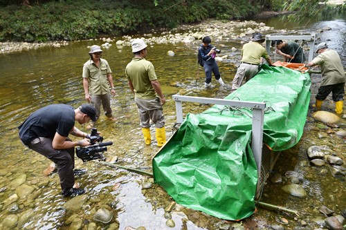 砂森林局在溪流捕获咸水鳄，罕见的生态现象也吸引了著名的外国媒体Discovery探索频道前来全程采访录影。