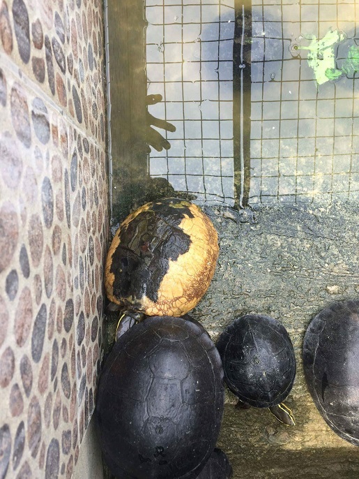 被放生在池里的乌龟。