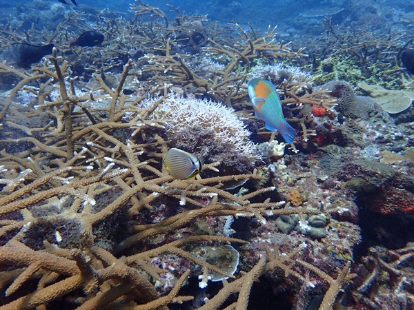 珊瑚礁区提供天然海洋生“庇护所”，海洋超过75％的鱼类都栖息在珊瑚礁区。