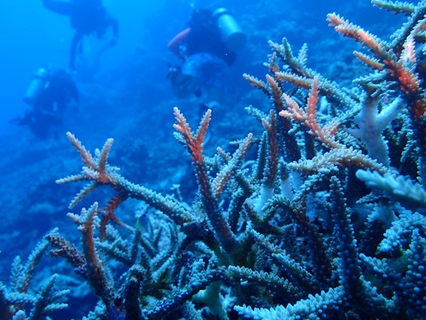 珊瑚对环境品质要求很严格的生物，它们对环境的改变也非常敏感，清洁的海水才能长出美丽的珊瑚。