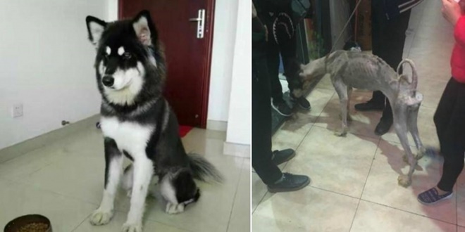 dog2_700_382_c1