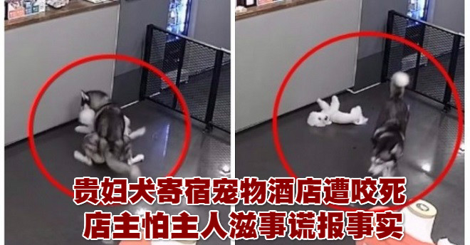 贵妇犬寄宿宠物酒店遭咬死店主怕主人滋事谎报事实 马来西亚诗华日报新闻网