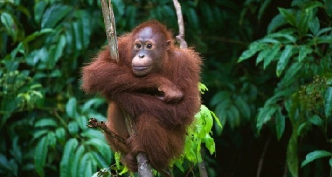 面对各类威胁沙人猿持续减少| 马来西亚诗华日报新闻网