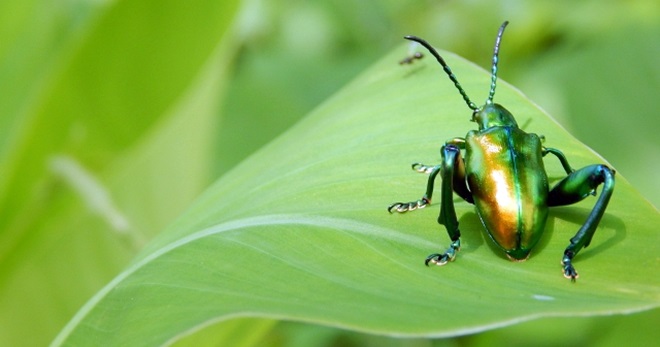 昆虫或在100年内绝种| 马来西亚诗华日报新闻网