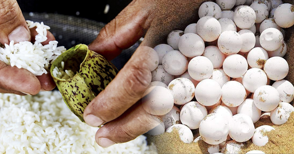 为环保生活习惯需改变卡林不再吃海龟蛋 马来西亚诗华日报新闻网