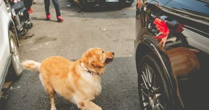 主人出嫁爱犬追送礼车新娘忍不住落下眼泪 马来西亚诗华日报新闻网