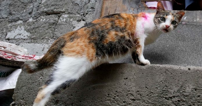 家猫染变异狂犬病饲主被咬一口后发烧身亡 马来西亚诗华日报新闻网