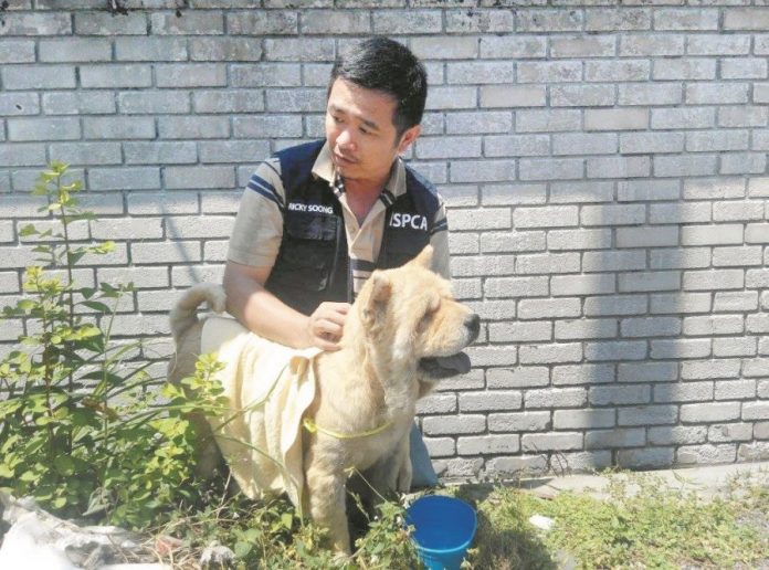 饲主收入减少名种犬也遭弃养| 马来西亚诗华日报新闻网