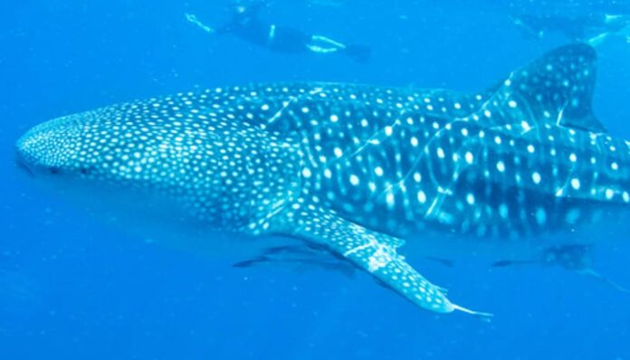 whale