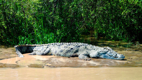 The Nile crocodile in Chamo lake Nechisar national park, Ethiopia
